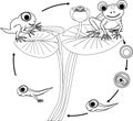 Coloring page with frog life cycle. Sequence of stages of development of frog from egg to adult animal Royalty Free Stock Photo